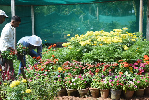 flower show 2